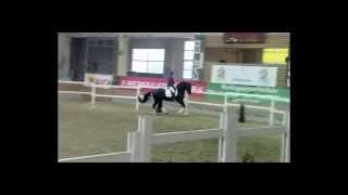 EH Hibiskus in Stadl Paura Stallion show Austria 2015 [upl. by Ladin892]