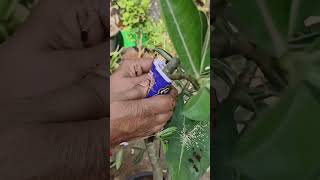 Air Layering in Adenium plant 🪴 adenium garden gardeningtips gardeningideas vizag [upl. by Joleen595]