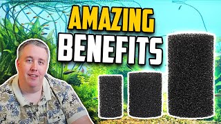 Why Using a PreFilter Sponge is Vital for Your Aquarium [upl. by Cyb52]