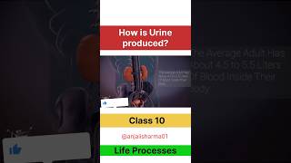 Excretion class 10 animation Life processes how is urine produced lifeprocesses cbse class10 [upl. by Pilar]