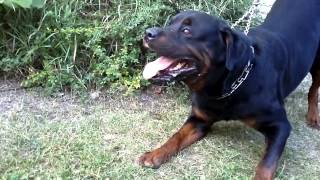 Big Rottweiler defends his territory 2 [upl. by Poppy]