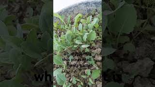 nature Biology plants nameAzadbiologywala india trendingshorts song [upl. by Marcus]