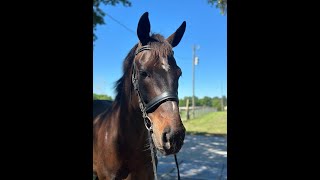 Lucky Starr2024 Majestic Oaks March HT Beg Novice Dressage [upl. by Itida]