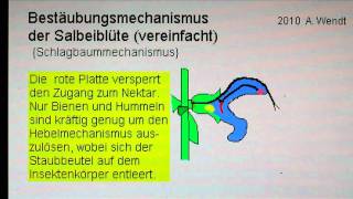 Bestäubung einer Salbeiblüte vereinfacht [upl. by Moser]