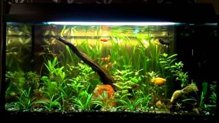 110L Planted Aquarium [upl. by Aciret]