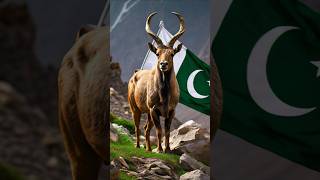 Pakistan zindabad viralshortyoutub happyindepedenceday shortstrending shortsvideo [upl. by Assiluj105]