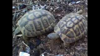 Tortue Hermann accouplement [upl. by Torras]