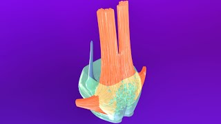 3D Pons Embryology Metencephalon  Rhombencephalon Embryology Part 3  Neuroembryology Part 6 [upl. by Marlen]