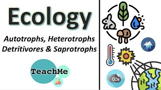 41  Autotrophs Heterotrophs Detritivores Saprotrophs  IB Biology  TeachMe [upl. by Sirak]