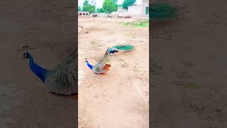 Peacock dancing video 4k ultra  mor dancepeacockdance peacockdancing peacockcall [upl. by Ayiak440]