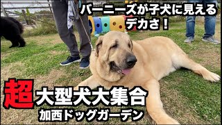 【ドッグラン】超大型犬集合だよ【加西ドッグ・ガーデン】 [upl. by Hpsoj]