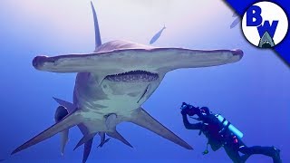 MASSIVE Hammerhead Shark Filmed in Bahamas [upl. by Vershen]