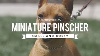 ALL ABOUT MINIATURE PINSCHER  SMALL AND BOSSY [upl. by Airtal788]