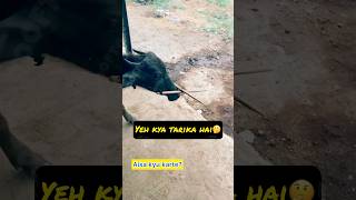 Kyu karte aisa 🤔 rooftop GOAT farming facts earn farm pets animals [upl. by Otrebireh]