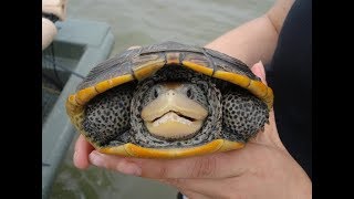 Diamondback Terrapin Turtle [upl. by Adli]