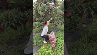 Amazing apple fruit farming viral girl trending video fruitcuttingThakornaynafrood Part 73 [upl. by Sherard936]