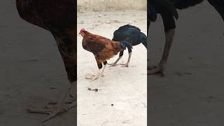 Lohmann brown ki Khorak and Aseel aseel chicken shortvideo aseelmurga [upl. by Engenia]