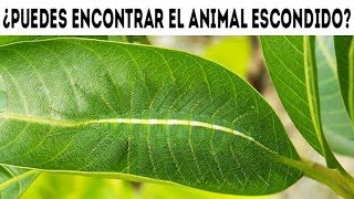 ¡NADIE PUEDE VER TODOS LOS ANIMALES ESCONDIDOS ILUSIONES ÓPTICAS Y ROMPECABEZAS [upl. by Enrique437]