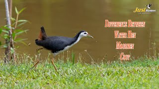 What is the Difference Between Water Hen Moorhen and Coot by Just Hunters [upl. by Johnson416]