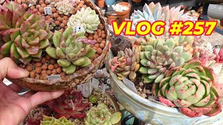 Growing Areas for AGAVOIDES amp JELLY JAM  VLOG 257 Growing Succulents with LizK [upl. by Latsyc]