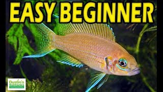 EASY BEGINNER CICHLIDS Species Sunday [upl. by Nylle697]