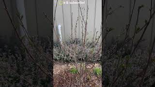 Update on Dwarf Juliet Cherry Tree GurneysSeed growyourownfood [upl. by Barron]