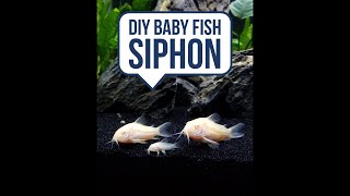 The Smart Way to Avoid Vacuuming Baby Fish [upl. by Fabrianna]