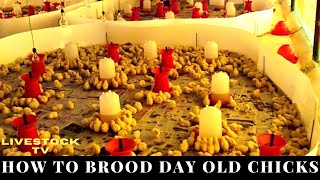 How To Brood Day Old Chicks Brooding System In Poultry hen [upl. by Jamilla]