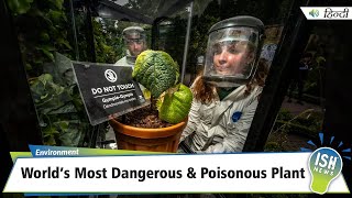 World’s Most Dangerous amp Poisonous Plant  ISH News [upl. by Eiffub458]