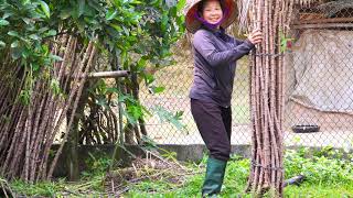 Planting Cassava Diligent Hands on the Mountain Peak [upl. by Jourdain176]