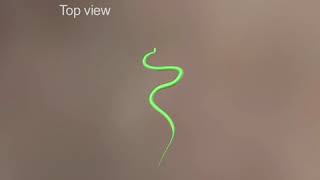 Development of a 3D model of the flying snake Chrysopelea paradisi from motioncapture data [upl. by Trey783]