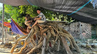 Siêu Phẩm phôi Hoàng Anh Mộc  Duối cổ và Mai Vàng cỡ lớn tại nhà vườn Thủ Trần Quảng Nam [upl. by Yoo]