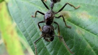 Holding a bullet ant Paraponera clavata [upl. by Oiramd]