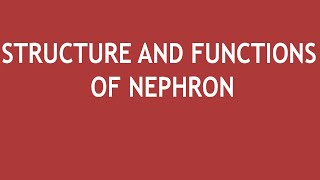 Structure and functions of Nephron  Dr Shikha Parmar [upl. by Fidelas780]