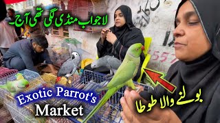 Exotic Parrots and Birds Market 2024 Latest Update  Karachis Famous Birds Market  Birds Market [upl. by Borchers]