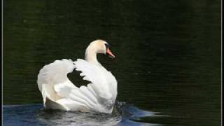 Richard Clayderman The Swan [upl. by Akinohs611]