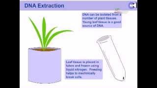 DNA extraction from plants [upl. by Oap]