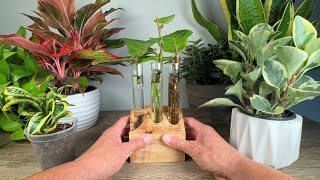 I do this every time I propagate my Fiddle Leaf Figs  Ficus Lyrata [upl. by Myrtice472]