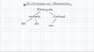 Das Nervensystem [upl. by Mossberg]