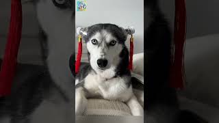 Thú cưng vui nhộn 16 🐶❤️😸  shorts funny pets [upl. by Noreht]