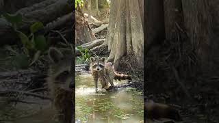 Racoons from New Orleans Bayou Tour 🦝 animals travel nola swamp bayou cajunencounters racoon [upl. by Pasahow710]