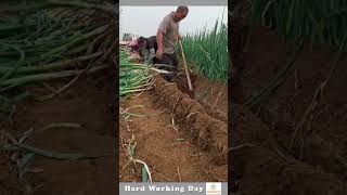 Hard Working Day 485 Cultivation Process Of Green Garlic [upl. by Annerahs]