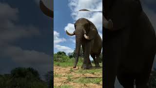 mamut lanudo vs elefante africano curioseando animales prehistoria entretenimiento shorts [upl. by Driskill397]