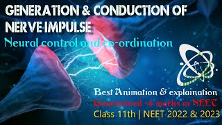 Generation and Conduction of Nerve Impulses  Neural Control and Coordination Class 11  NEET 2022 [upl. by Aleece]