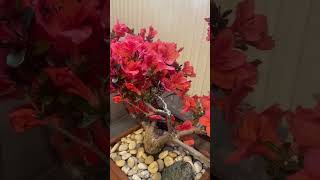 Azalea Japonica Bonsai [upl. by Erina]