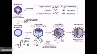 Assembly of T4 phage particles [upl. by Esilrahc611]