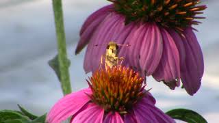 82424 Found a Skipper Butterfly near Cincinnati [upl. by Norha]