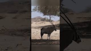 The Fascinating World of Gemsbok [upl. by Shutz]