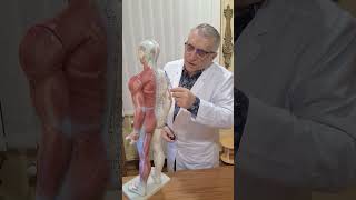 Bolile neuro musculo osteoarticulare herniededisc Coxartroză Gonartroză Spondiloză cluj cj [upl. by Allehs]