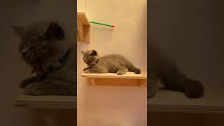 Lalalaa kittenslovers kitten kitten cutecat shortvideo shorts shortsvideo shortsfeed short [upl. by Josepha73]